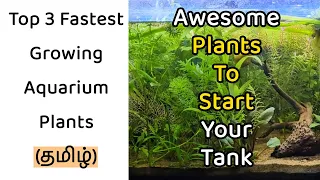 🐠☘️[த] Top 3 fastest growing plants in தமிழ்