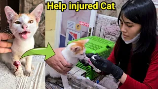 Help Injured Cat || Cat Car Accident || Rescue Cat || Doctor Treatment of Cat || Sick Cat
