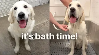 English Cream Golden Retriever Brothers Get Groomed