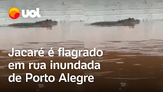 Inundação no Rio Grande do Sul: Jacaré é flagrado em rua alagada de Porto Alegre; veja vídeo