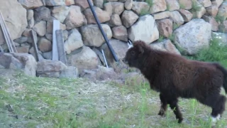 Baby Yaks Get Into Things