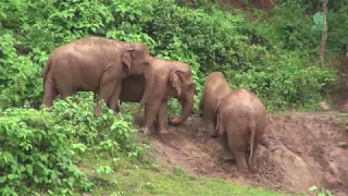 Elephant helps baby climb up from riverbank - ElephantNews