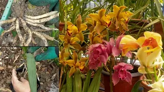 How to Repotting 7 Months Hardening Cymbidium Bulbs / Potting Mix / Fertilizing & Take Care Tips...