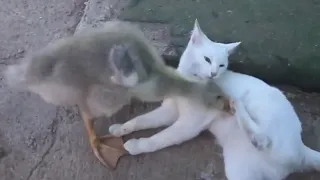 Обхохотаться можно - Duck and Cat play together