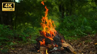 🔥 Cozy Forest Campfire 4K ULTRA HD!  - Natural Ambiance & Crackling Fire