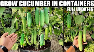 How to Grow Cucumbers to Produce a Lot of Fruit in Pots | FULL INFORMATION