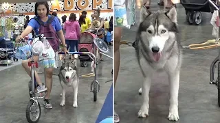 Pet Husky Pulls Owner On Tricycle