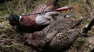 December hunt for pheasants - Traditional Bowhunting - Recurve bow - Tales From the Willows