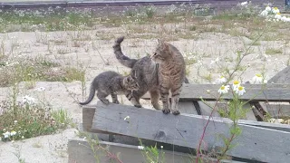 Мои ДЕРЗКИЕ ДВОРОВЫЕ КОТЯТА - My BOLD BACKYARD KITTENS