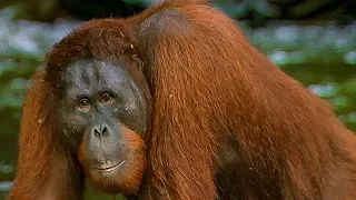 Hungry Orangutan Tries to Adjust to Living in the Wild | BBC Earth
