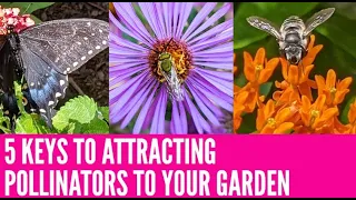 🦋 Attract MORE #POLLINATORS to Your Garden with these 5 Tips #🦋 #NativeBees #🐝 #NativePlants 🌱