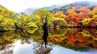 This side of the water, those trees (HD1080p)