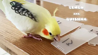 My Cockatiel Hates Number "13"