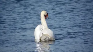 El Carnaval de los animales-"El Cisne" (C. Saint-Saëns)