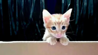 Cute Tiny Kitten Attacks Older Cat!