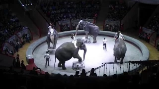 Цирк на Фонтанке 2017 - номер со слонами