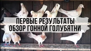 Первые результаты. Обзор гонной голубятни.  Bakı göyərçinlər. Голуби с Республики Дагестан.