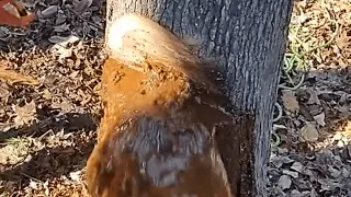 Water Flows Out of Tree's Trunk as Man Chops it