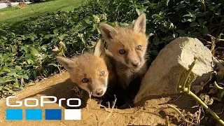 GoPro Awards: Friendly Baby Foxes