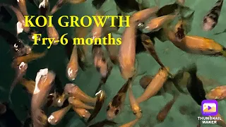 Koi growth babies-6 months (time lapse)