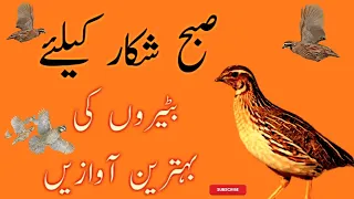 Batair ki awaz subah shikar k leye|| quail morning hunting sound||bilalbirdsfarming