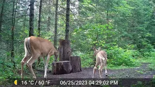 Trail Cam - Deer and Fawn, Bear and Cubs, Raccoon