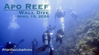 Wall Diving in Apo Reef Natural Park