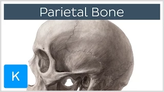 Parietal Bone - Definiton, Location & Sutures - Human Anatomy | Kenhub