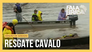 Após Caramelo, mais um cavalo é resgatado no Rio Grande do Sul