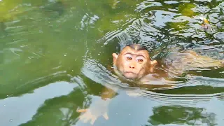 leo was happily swim in pool