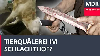 Tierquälerei im Schlachthof? - Illegales Schächten