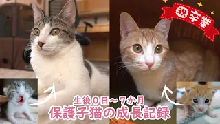 【祝卒業】生まれたてを保護された子猫たちの成長記録【生後0日～7か月】