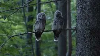 Puštík bělavý Strix uralensis Ural Owl