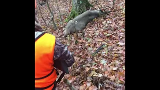 Tennessee Muzzleloader Buck