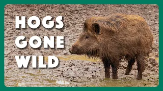 Hogs Wild, Fighting the Feral Pig Problem