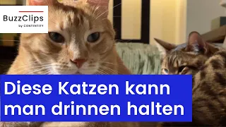 Diese Katzenrassen kann man in der Wohnung halten