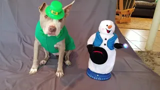 Veronica Lynn Pit Bull Presents the Gemmy Spinning Snowflake Snowman - 20 years later