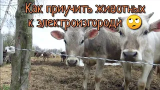 Как мы приучаем коров и телят к электроизгороди (электропастуху)