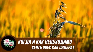 Когда и как необходимо сеять овес как сидерат