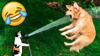 Try Not To Laugh Dogs And Cats 😁 - Best Funniest Animals Video 2023 - Part 10