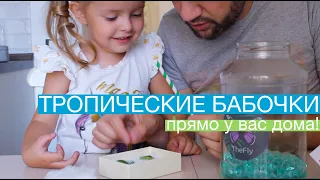 ТРОПИЧЕСКИЕ БАБОЧКИ ДОМА! | Tropical butterflies at home!