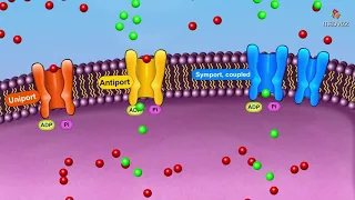 Active transport Mechanism overview - Membrane physiology animations