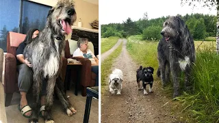 THE TALLEST DOG BREEDS