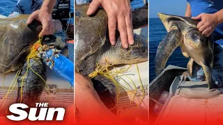 Boaters free sea turtle tangled in netting in Mexico #shorts 🐢