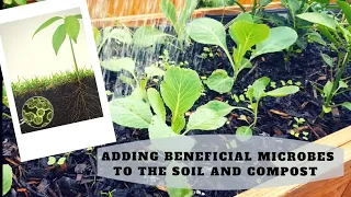 How to add beneficial microbes to soil to improve plants' productivity and increase soil health