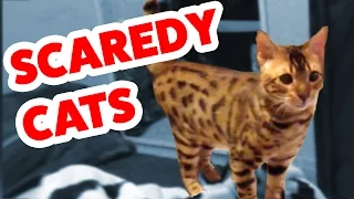 Funniest Scaredy Cat Home Videos of 2016 Weekly Compilation | Funny Pet Videos