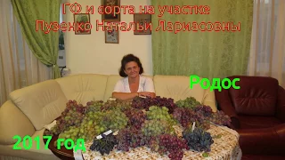 Родос-виноград Бурдака на участке Пузенко Натальи Лариасовны