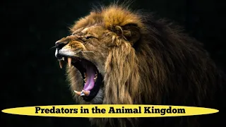 Predators in the Animal Kingdom.