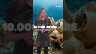 Was sind die ältesten Tiere der Welt? | Galileo | ProSieben |