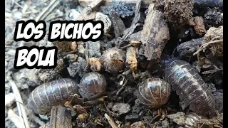 Increíble Truco para Controlar los Bichos Bola o Cochinilla | La Huerta de Ivan